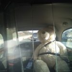 TaxiFun avait un passager bien sage: Teddy!