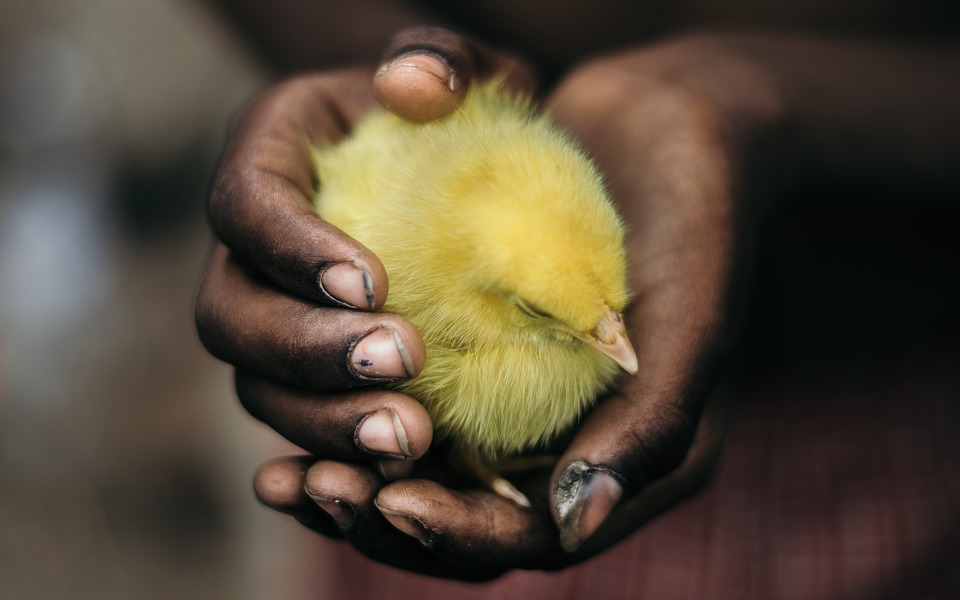 la vie beau mot taxifun poussin jaune mains tendresse beauté fragilité